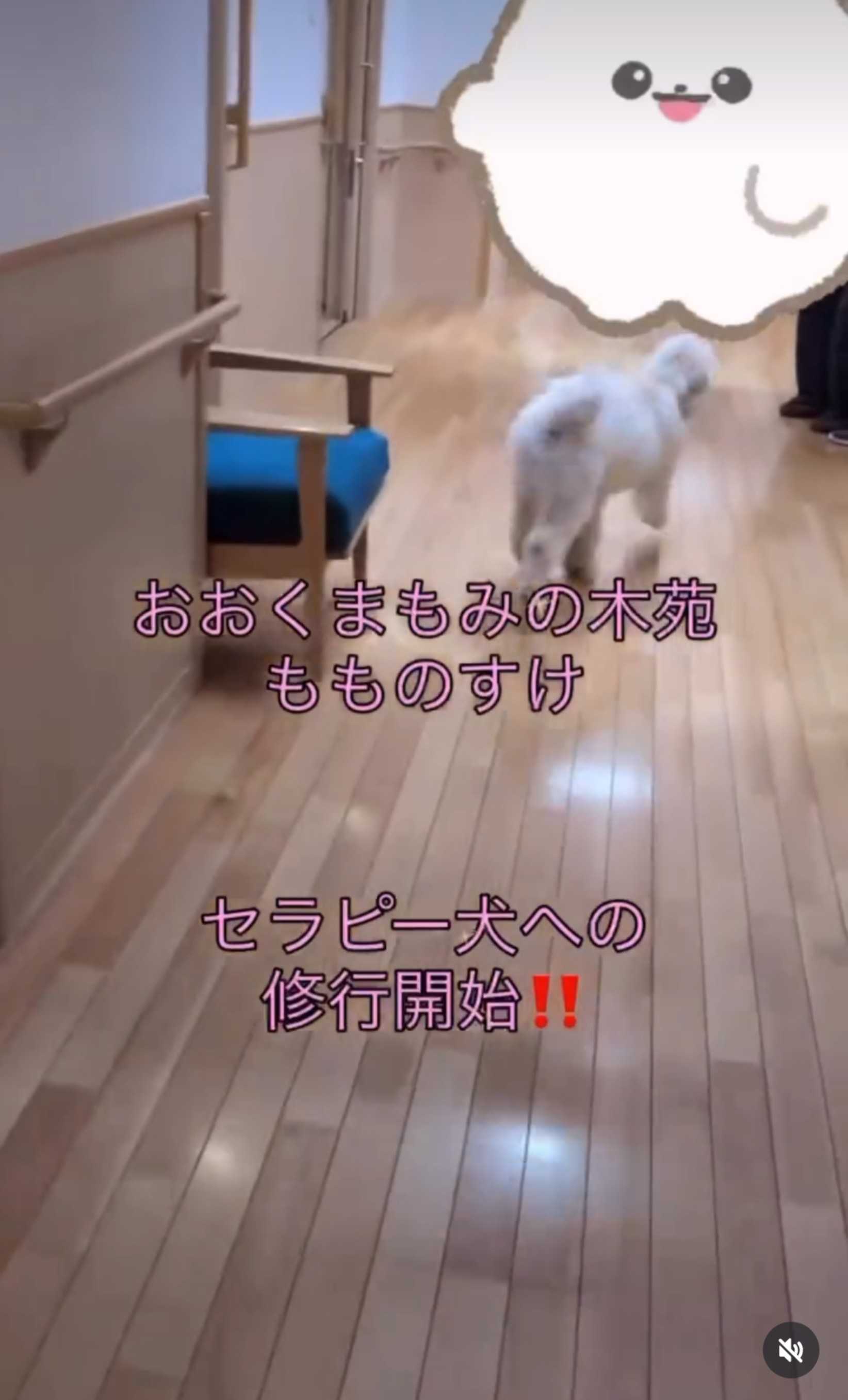 おおくまもみの木苑 もものすけ セラピー犬への修行開始